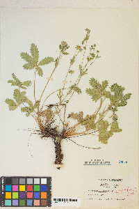 Potentilla gracilis var. fastigiata image