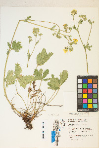 Potentilla gracilis image