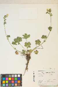 Potentilla gracilis var. fastigiata image