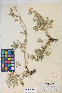 Potentilla gracilis var. fastigiata image