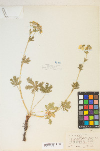 Potentilla gracilis image