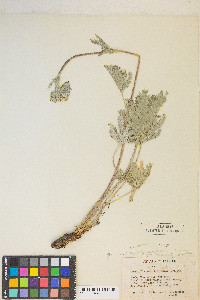 Potentilla gracilis image