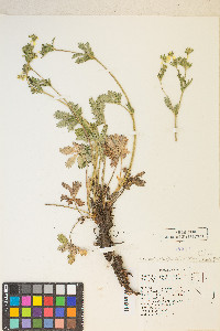 Potentilla gracilis image