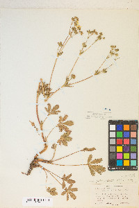 Potentilla gracilis var. fastigiata image