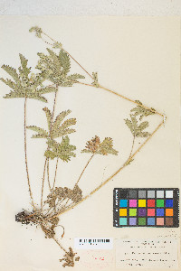 Potentilla gracilis image