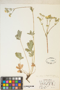 Potentilla gracilis image