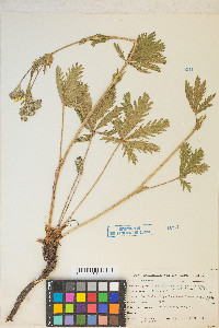 Potentilla gracilis var. fastigiata image