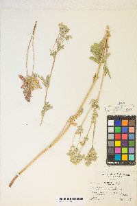 Potentilla gracilis image