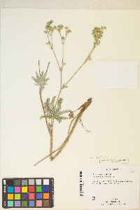 Potentilla gracilis var. fastigiata image