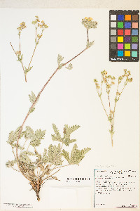 Potentilla gracilis var. fastigiata image