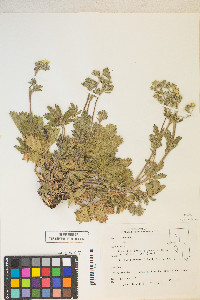 Potentilla gracilis image