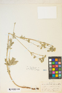 Potentilla gracilis image