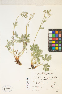 Potentilla gracilis var. fastigiata image