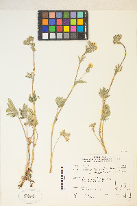 Potentilla gracilis image