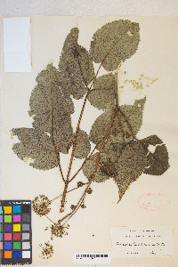 Aralia californica image