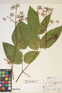 Aralia californica image