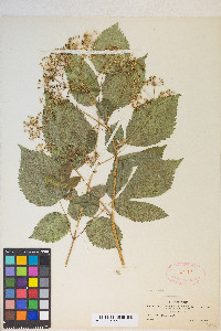 Aralia humilis image