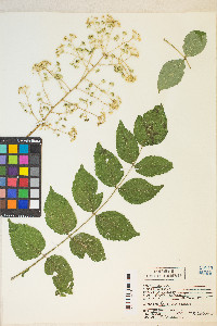 Aralia spinosa image