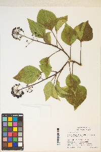 Hedera helix image