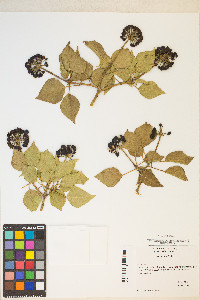 Hedera helix image