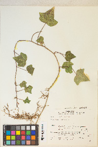 Hedera helix image