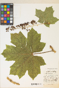 Oplopanax horridus image