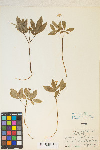 Panax trifolius image