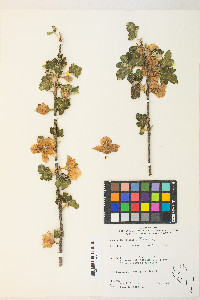 Fremontodendron californicum image