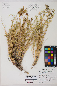 Astragalus reventus image