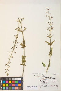 Scrophularia desertorum image