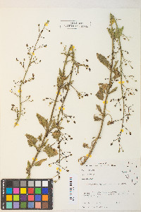 Scrophularia desertorum image