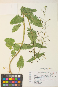 Scrophularia desertorum image