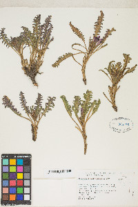 Pedicularis centranthera image