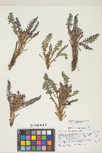 Pedicularis centranthera image