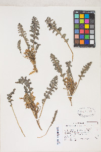 Pedicularis centranthera image