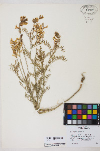 Astragalus tweedyi image