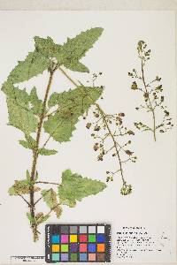 Scrophularia desertorum image