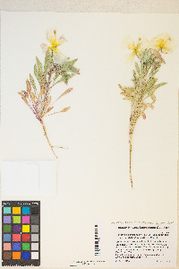 Oenothera deltoides subsp. ambigua image