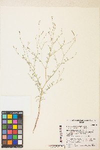 Epilobium brachycarpum image