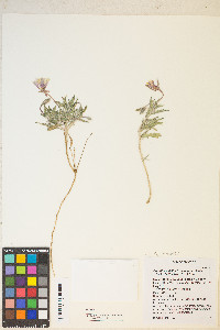 Oenothera californica image