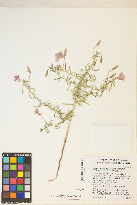 Oenothera pallida var. pallida image