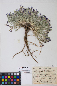 Astragalus purshii var. tinctus image