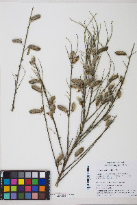 Cytisus striatus image