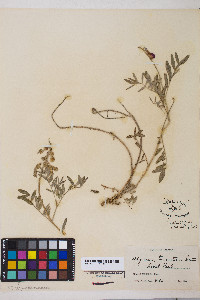 Hedysarum truncatum image