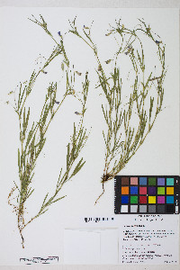 Lathyrus angulatus image