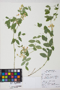 Lathyrus ochroleucus image