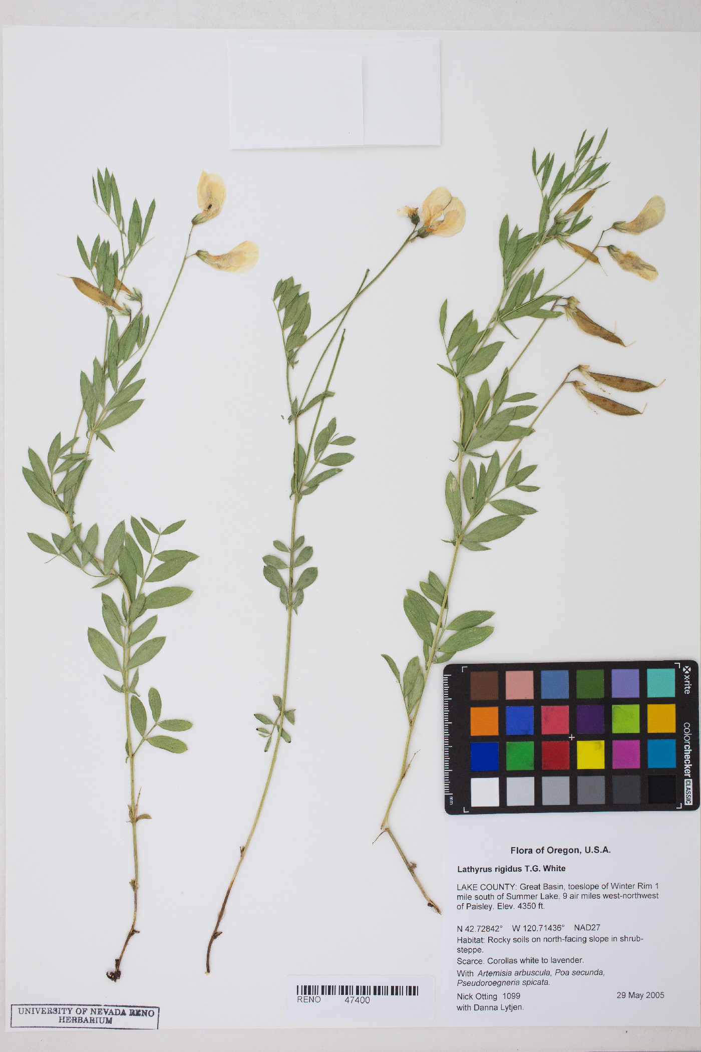 Lathyrus rigidus image