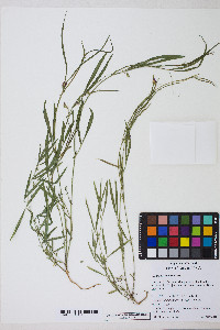 Lathyrus sphaericus image