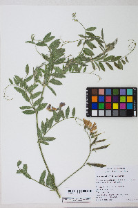 Lathyrus vestitus image