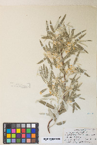 Elaeagnus angustifolia image